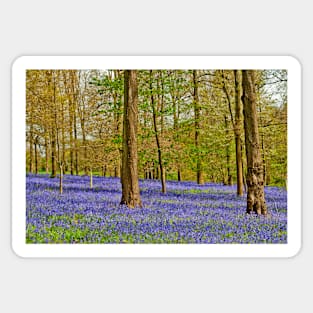 Bluebell Woods Greys Court Oxfordshire UK Sticker